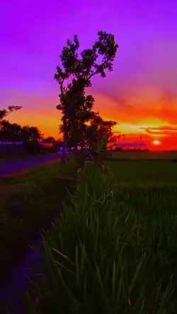 Purple Sunset