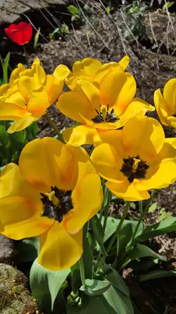 I tulips you!