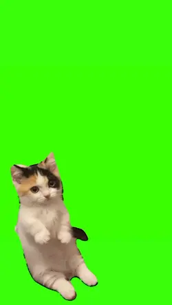 cute cat meme 