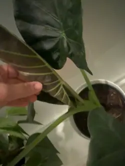 Plants grow like hop