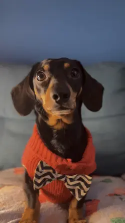 Little dog 