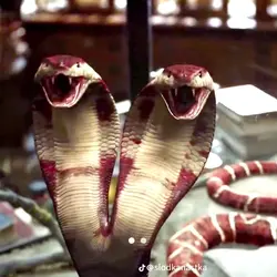 My snake friend
