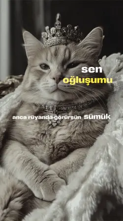 Kedi 