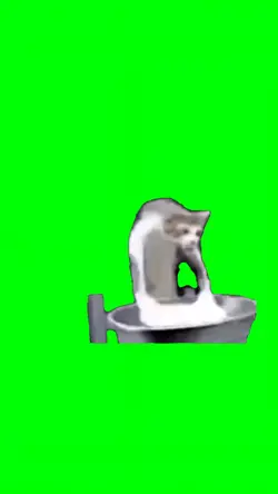 CAT WASHING CLOTHES