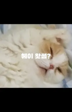 헤이 왓썹
