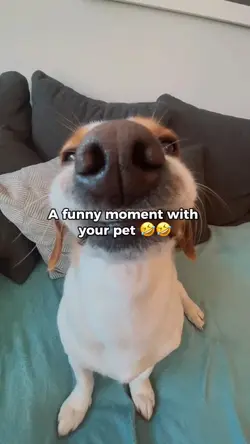 Pet funny 