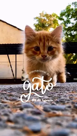 Dia do gato Agosto