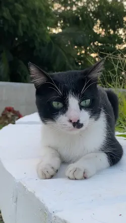 Cute cat