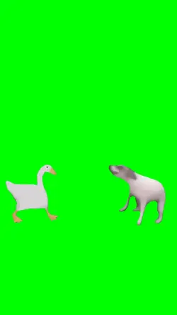 Duck & Dog dancing