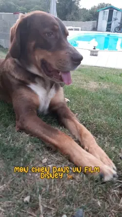 DISNEY DOG 