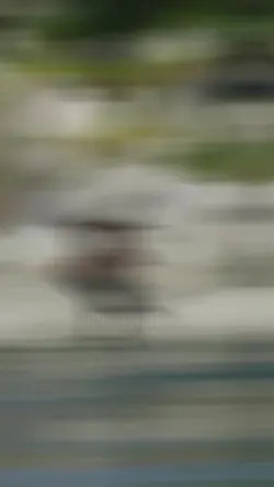 Teyro 