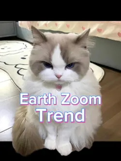 Earth Zoom | Cat