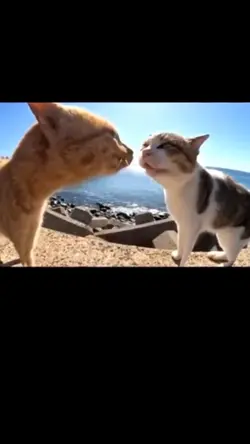Funny cat meme 