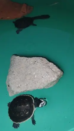 turtle