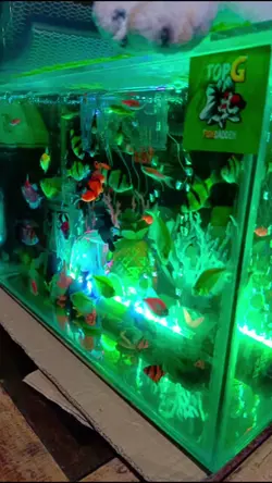 fishkeeperlife