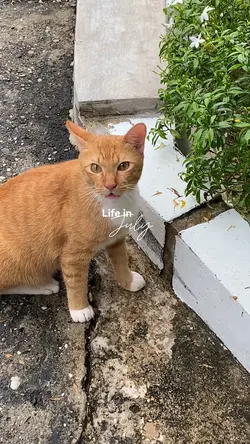 Life in july