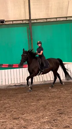 Dressage