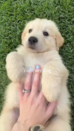 your my dog