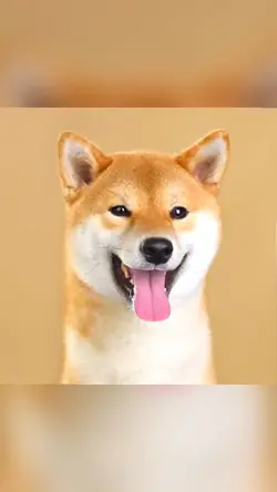 Ai Pet