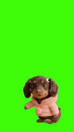 Cachorro/Dog.