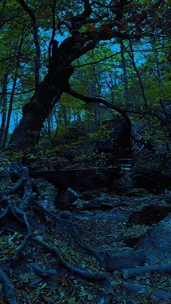 forest wakes again