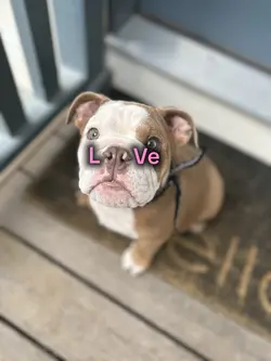 Puppy love