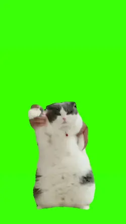 trend kucing joget 
