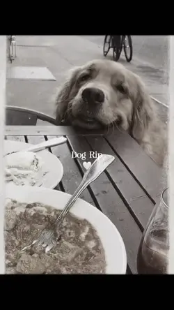 Dog rip