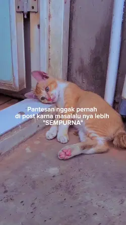 Pantes ga pernah di 