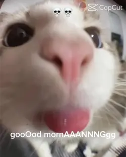 Good mORniGGggggGGg