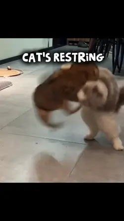 Cat's Moment 