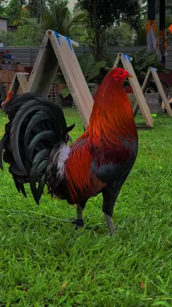 ayam