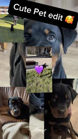 Edit Pet 