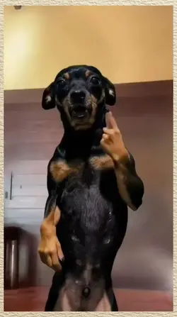 dancing dog