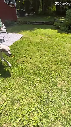 My puppy jumpinggg