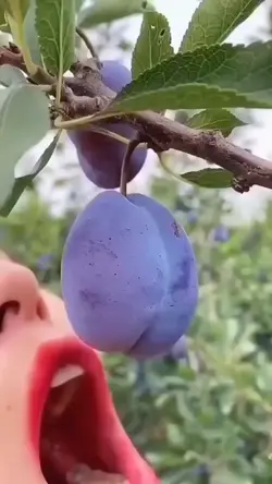 Thanos balls