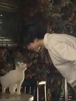 goodbye dear cat