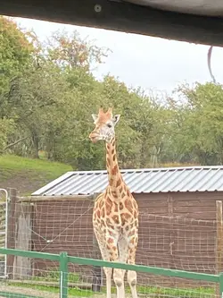 Giraffes Just Chill