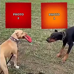 MASTER EDITOR TRY