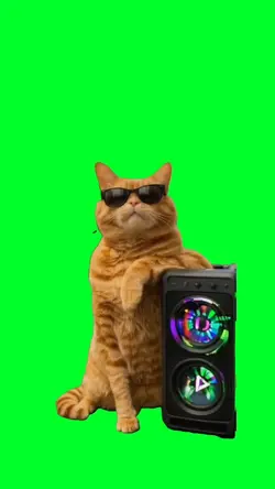Cat vibing