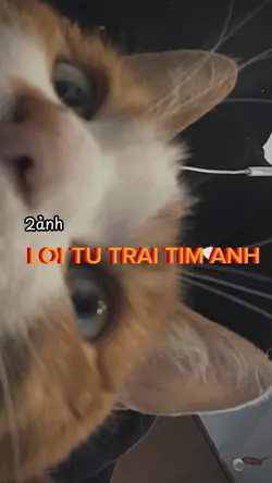 LOI TU TRAI TIM ANH