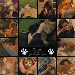 Cat RIP