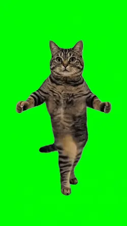 Dancing cat