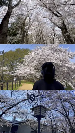 Sakura 🌸 