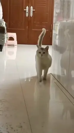 Kucing Lucu