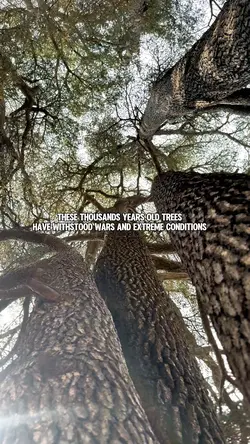 Cedar Tree Hugging 