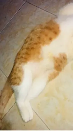 Tidur kebo🤫
