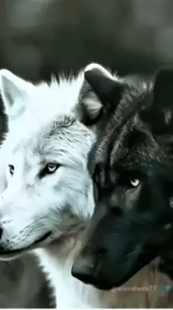 Wolfs❤️ 