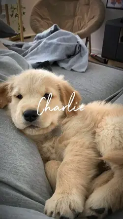 Dog edit