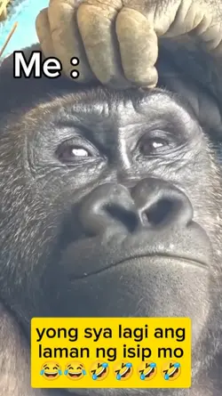 Gorilla memes 